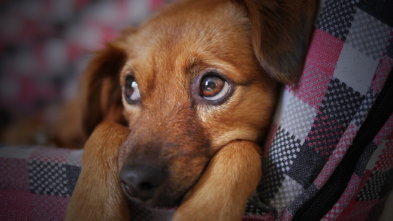 Les critères pour choisir une bonne pension canine